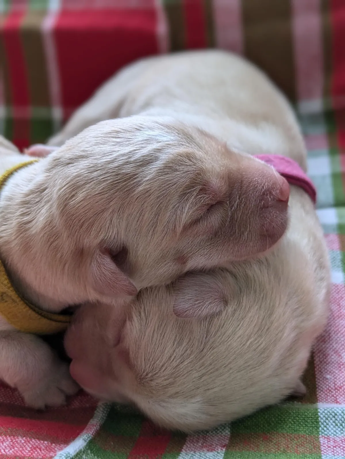 brown horse and black horse on brown field during daytime