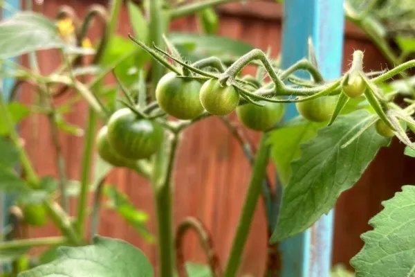 10 Steps to Starting Your Edible Garden