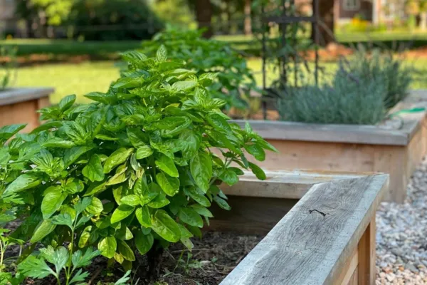 The Truth Behind 4 Common Home Garden Myths
