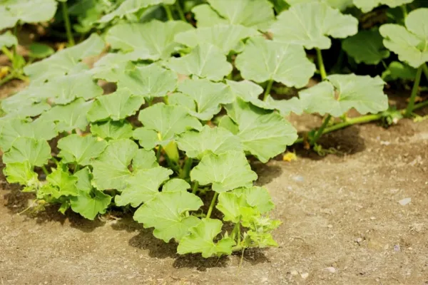 Bug Hit list Series: Squash Vine Borers Prevention