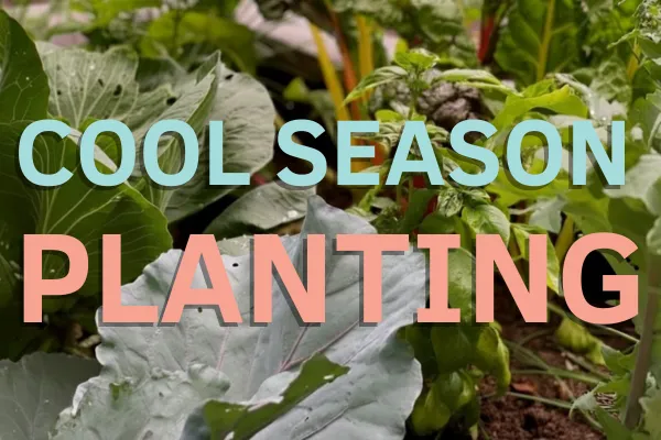 Cool Season Planting: The basics