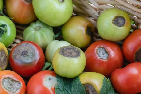 Blossom End Rot Prevention