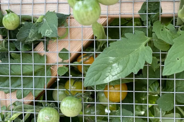 10 Creative Ways to Save Home Gardening