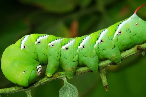 Tomato Hornworm: Bug Hit List