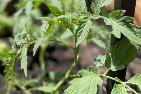The Trouble With Volunteer Tomatoes