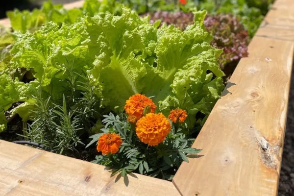 11 Benefits of Raised Bed Gardening