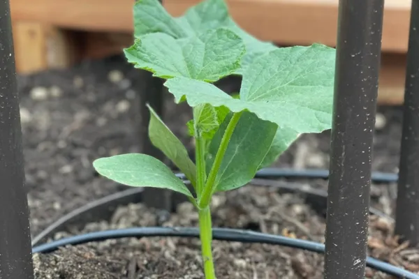 What Vegetables to Plant In July