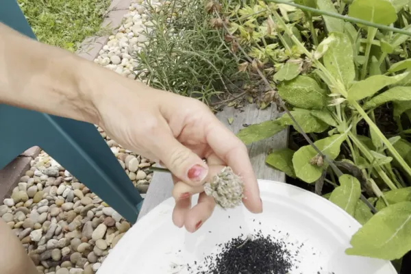 Seed Saving 101: Green Onion Seeds