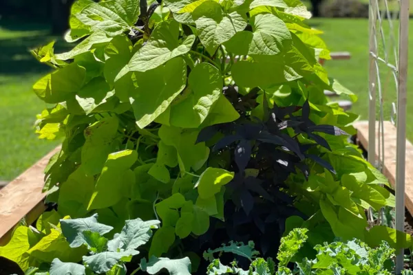 What is the Arc of the Seasons?