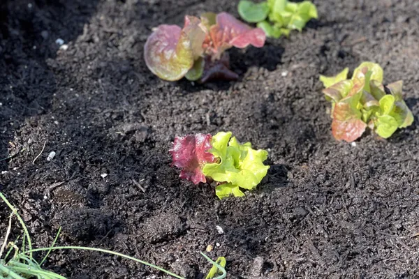 10 Biggest Mistakes People Make When Starting Their Gardens in the Spring