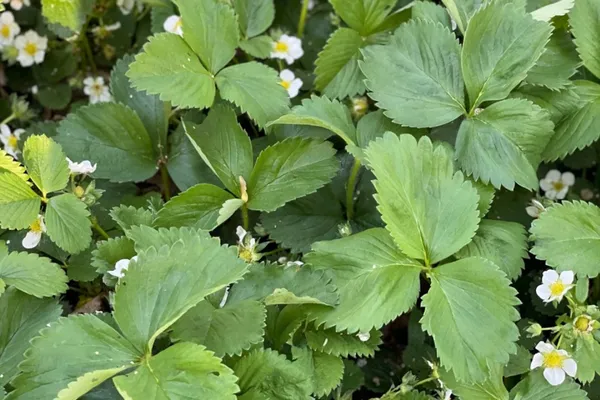 Strawberries for Mom!