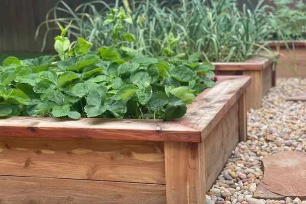 The first rule in raised bed gardens