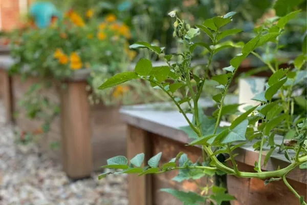 Fall Garden Planning