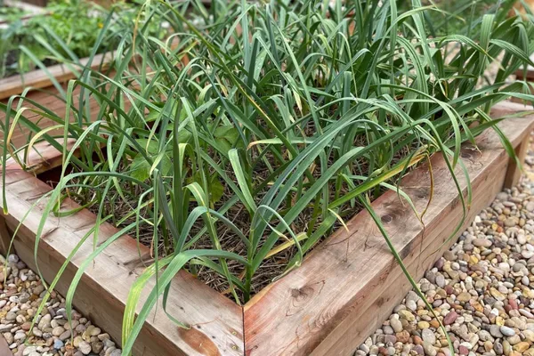 When and how to harvest garlic in Kentucky?