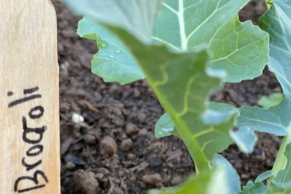 Cheers to cool season green veggies