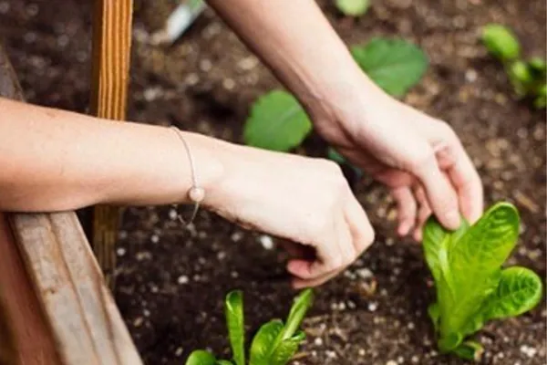 Spring Garden To-Do's in the Louisville, Ky area