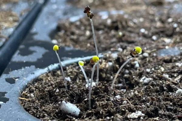 Seed starting Indoors