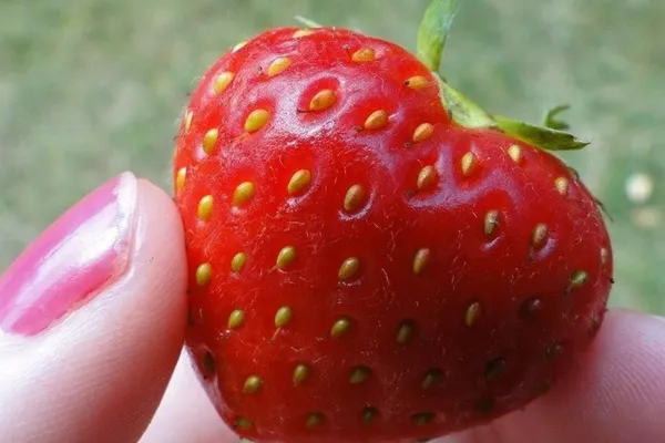 One Woman's Garden Journey