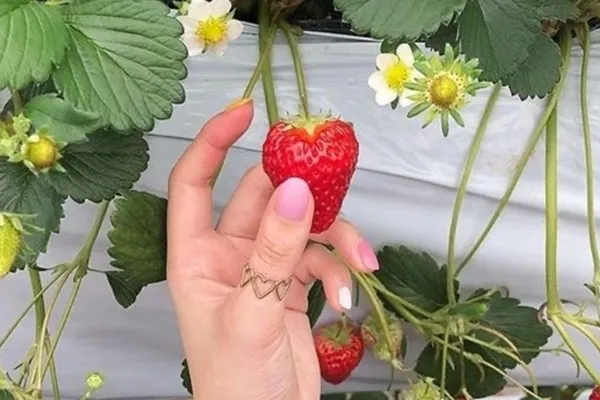 Winter Strawberry Care