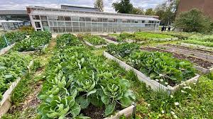 How to Urban Garden