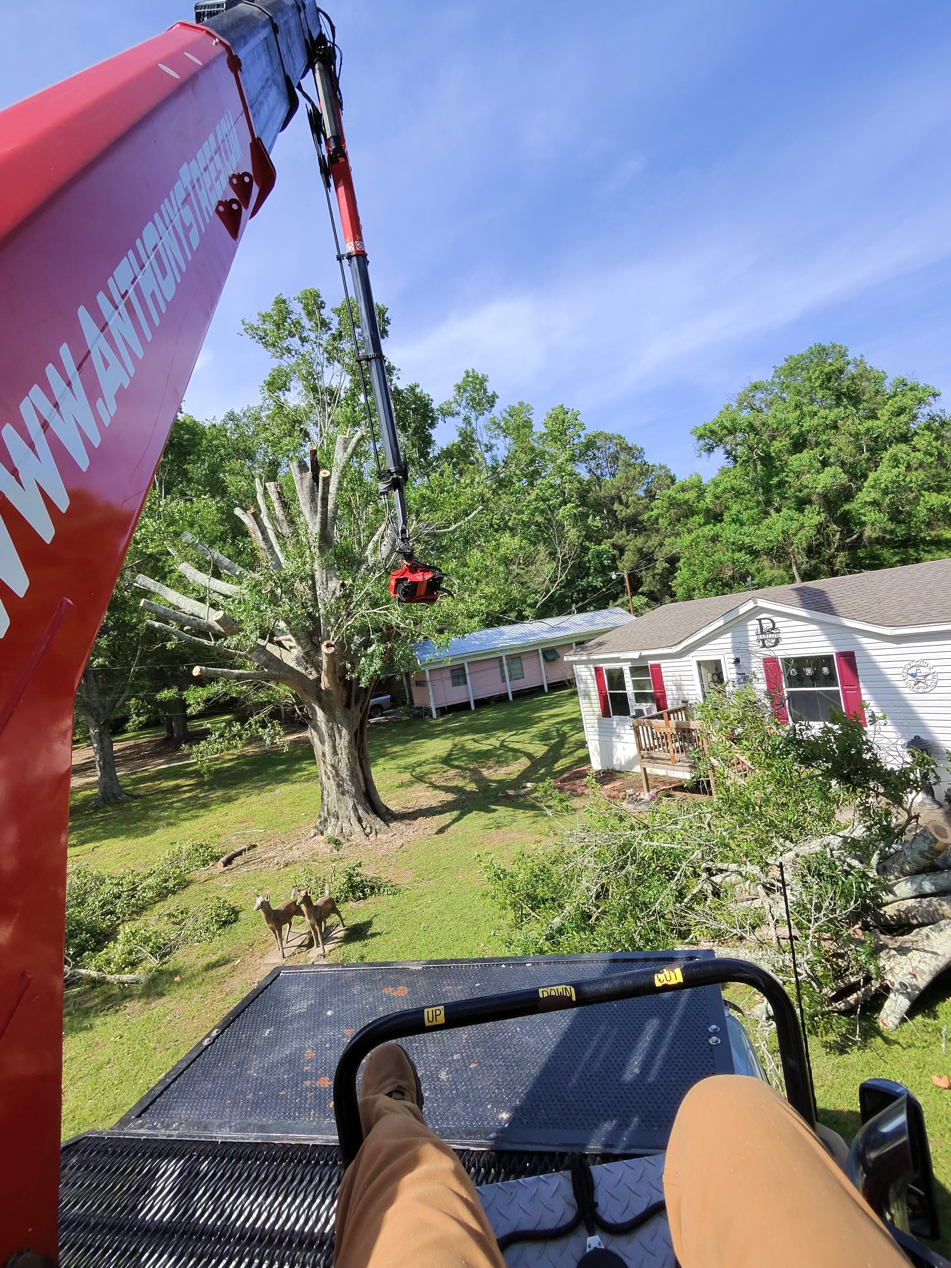 Professional tree removal equipment in Hammond LA | Anthony's Tree Service LLC team on-site.