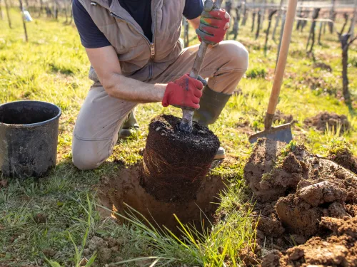 Gardening in Toronto