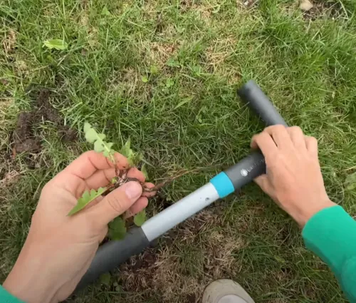 weed pulling