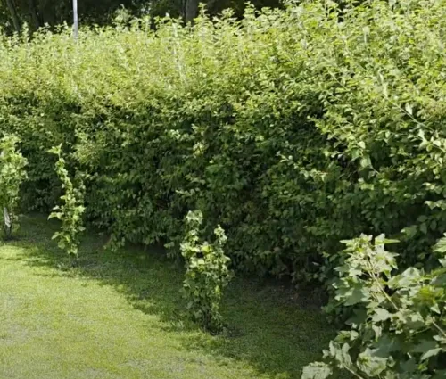 overgrown hedges