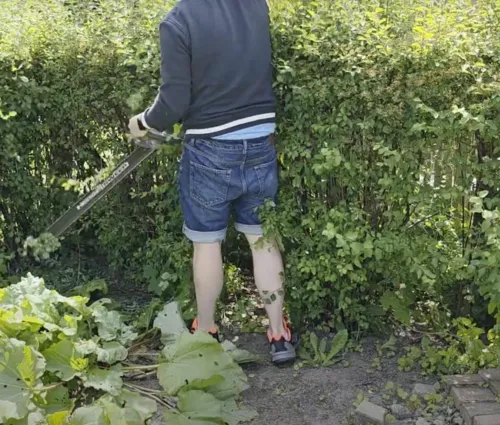cutting edges on hedge