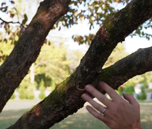 tree trimming
