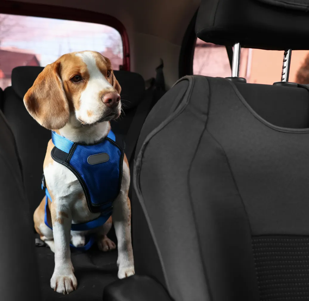 Stress-free pet travel with Petty Waggin - dog in car harness and collage of cats, dogs, and small pets served
