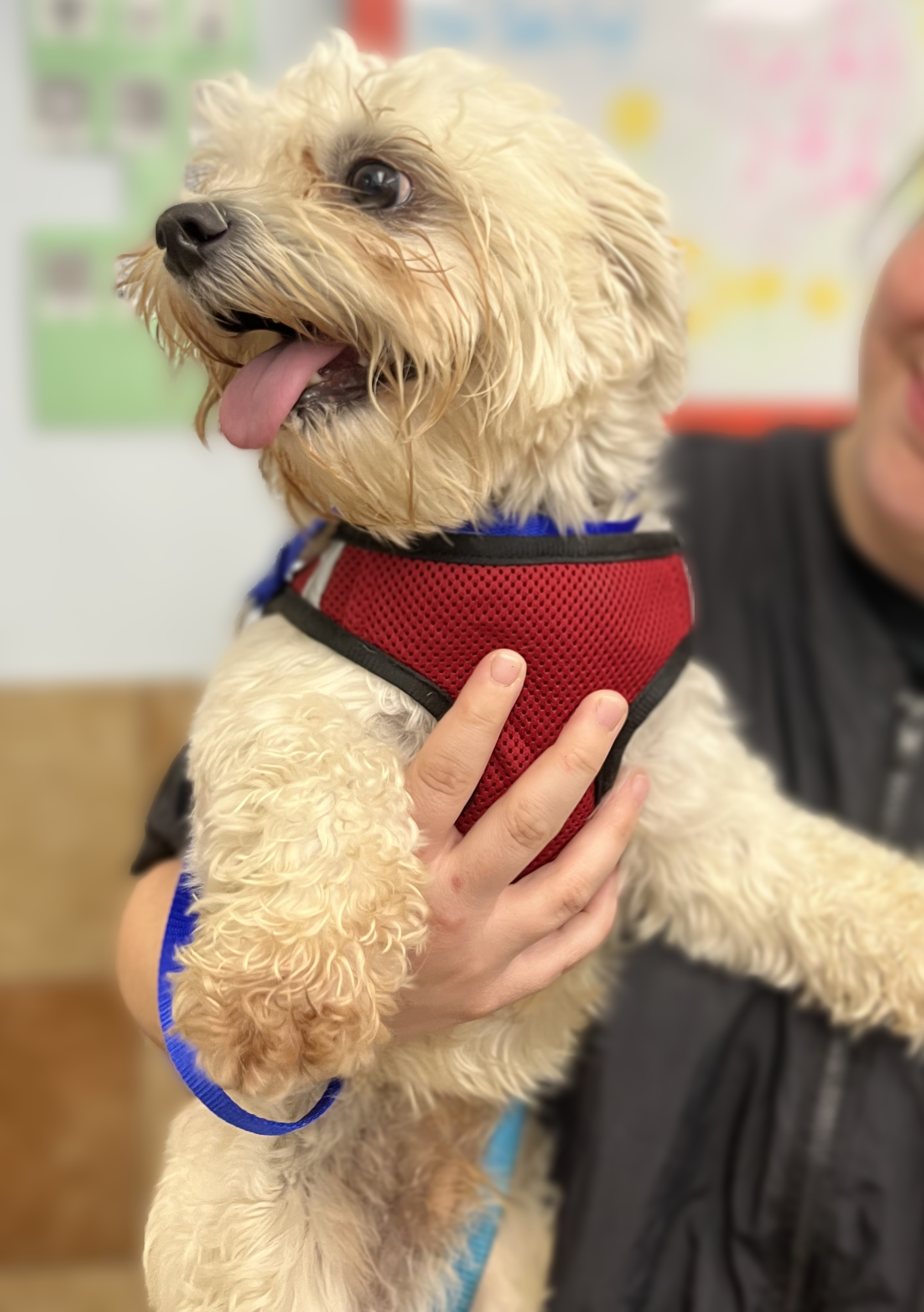Comfortable dog being handled by Petty Waggin professional pet taxi driver with secure red harness