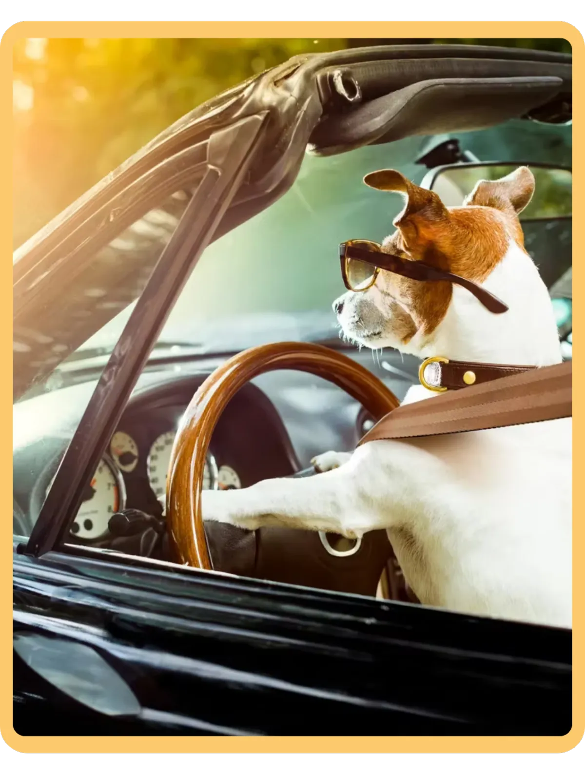 Stylish dog enjoying car ride with Petty Waggin - safe and reliable pet transportation company