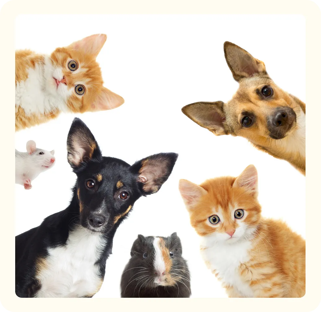 Petty Waggin pet taxi service - beagle in safety harness and various pets including dogs, cats, and small animals