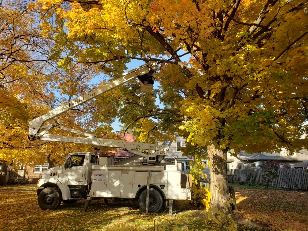 Tree Service Company Near Me