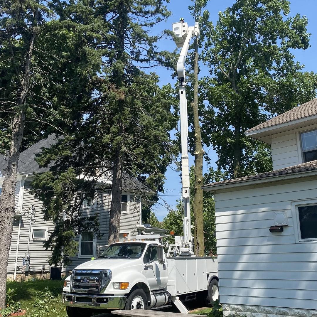 Tree Service Company Near Me