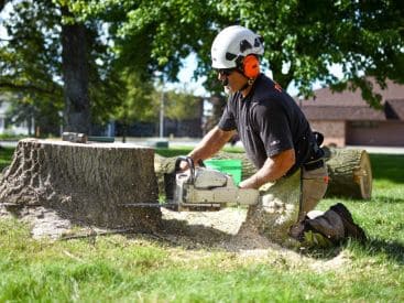 Stump Grinding in Bremen