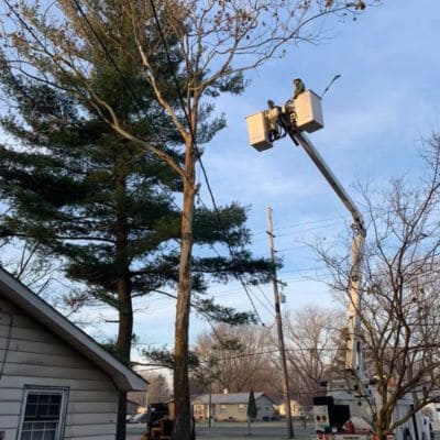 Tree Trimming Bremen