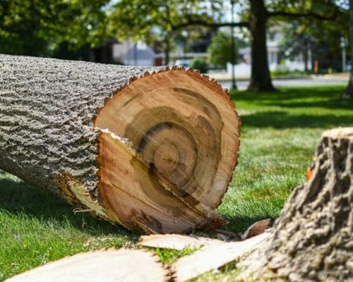 Nappanee Tree Removal
