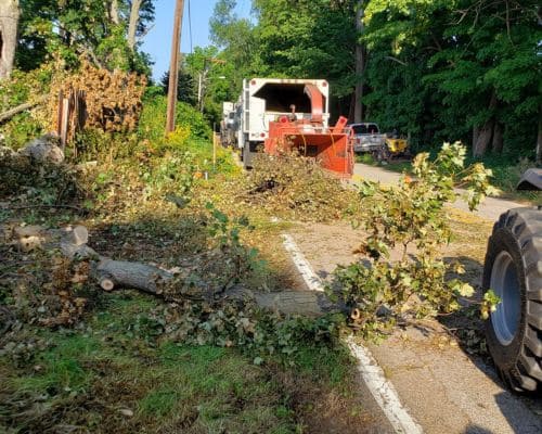 Nappanee Tree Trimming