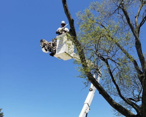 Nappanee Tree Trimming
