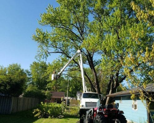  Tree Removal