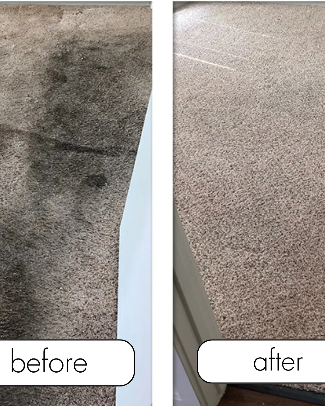 carpet cleaning dundee