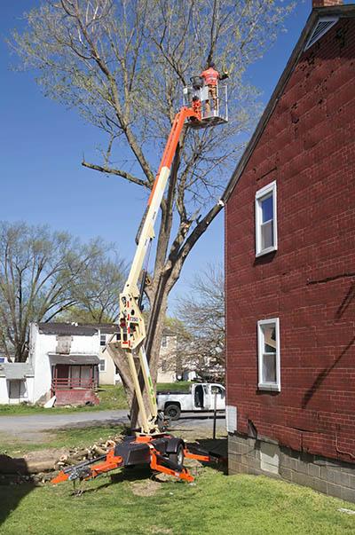 Alt Text for an Image of Tree Trimming: Expert Pueblo Tree Trimming Services