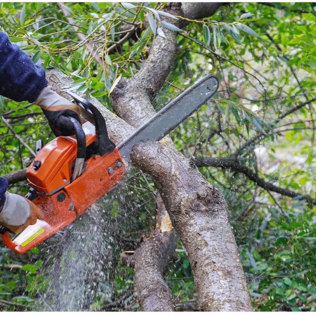 Pueblo Tree Trimming