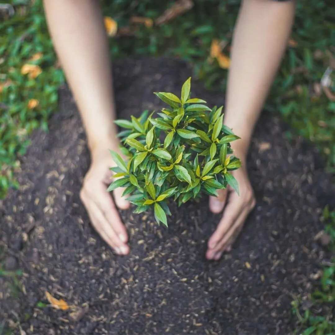Affordable Tree Care in Pueblo.