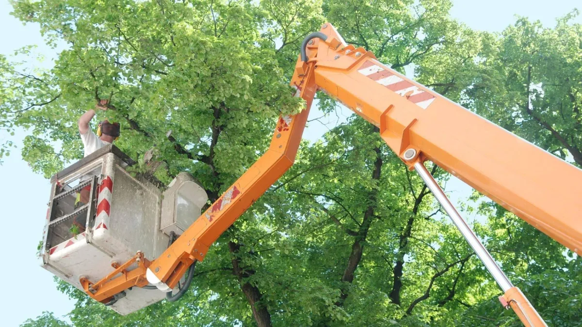 Professional tree trimming service using bucket truck lift to safely prune trees in Sun Valley Idaho