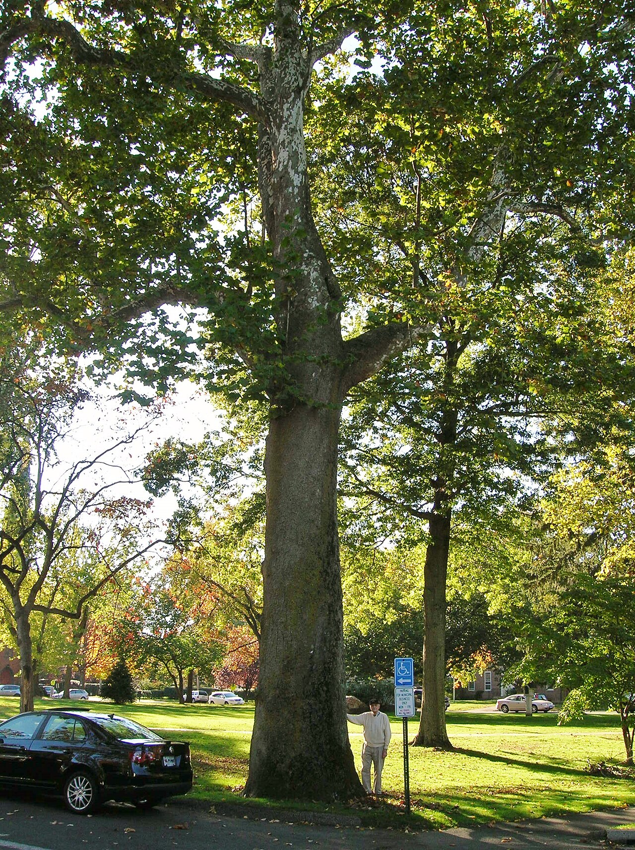 Fairfield, CT Sycamore October, where our residential electrician handles wiring, panel upgrades, and EV chargers.