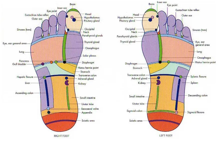 The foot Map Carrie uses for treatments at Hitchin Reflexology
