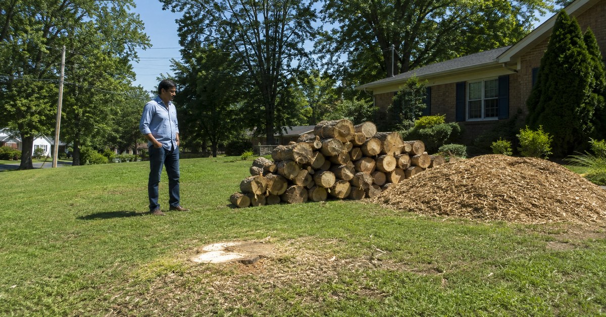 Where the Wood Goes: Tree Removal Cleanup Explained